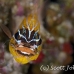 cardinalfish_coral_ar_sim_h_0010_tha0016.jpg